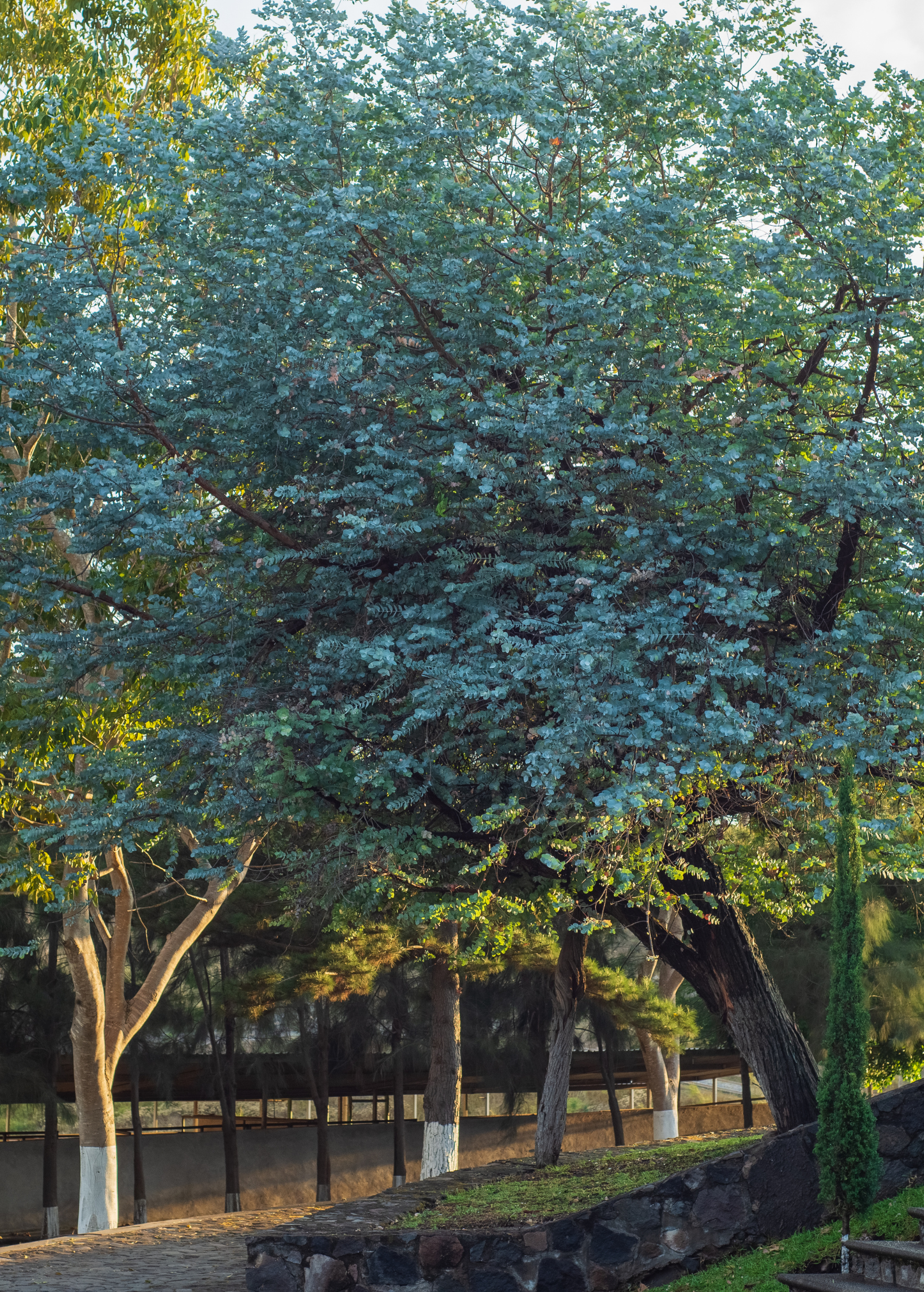 Silver Dollar Eucalyptus (Eucalyptus cinerea)