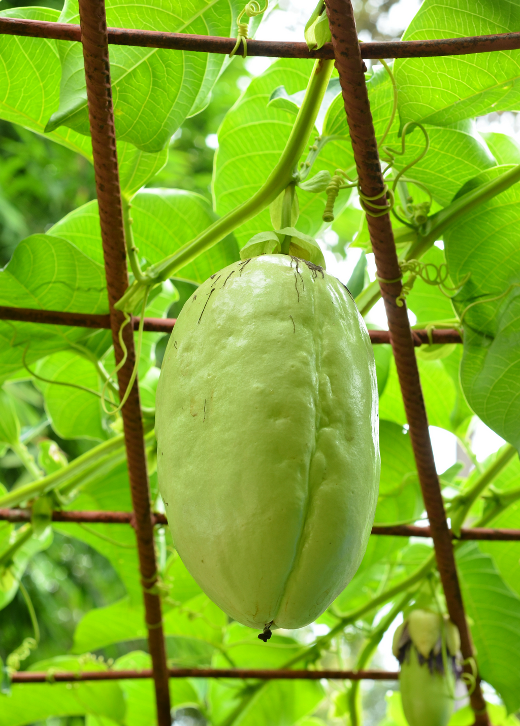 Giant Granadilla (Passiflora quadrangularis L.)
