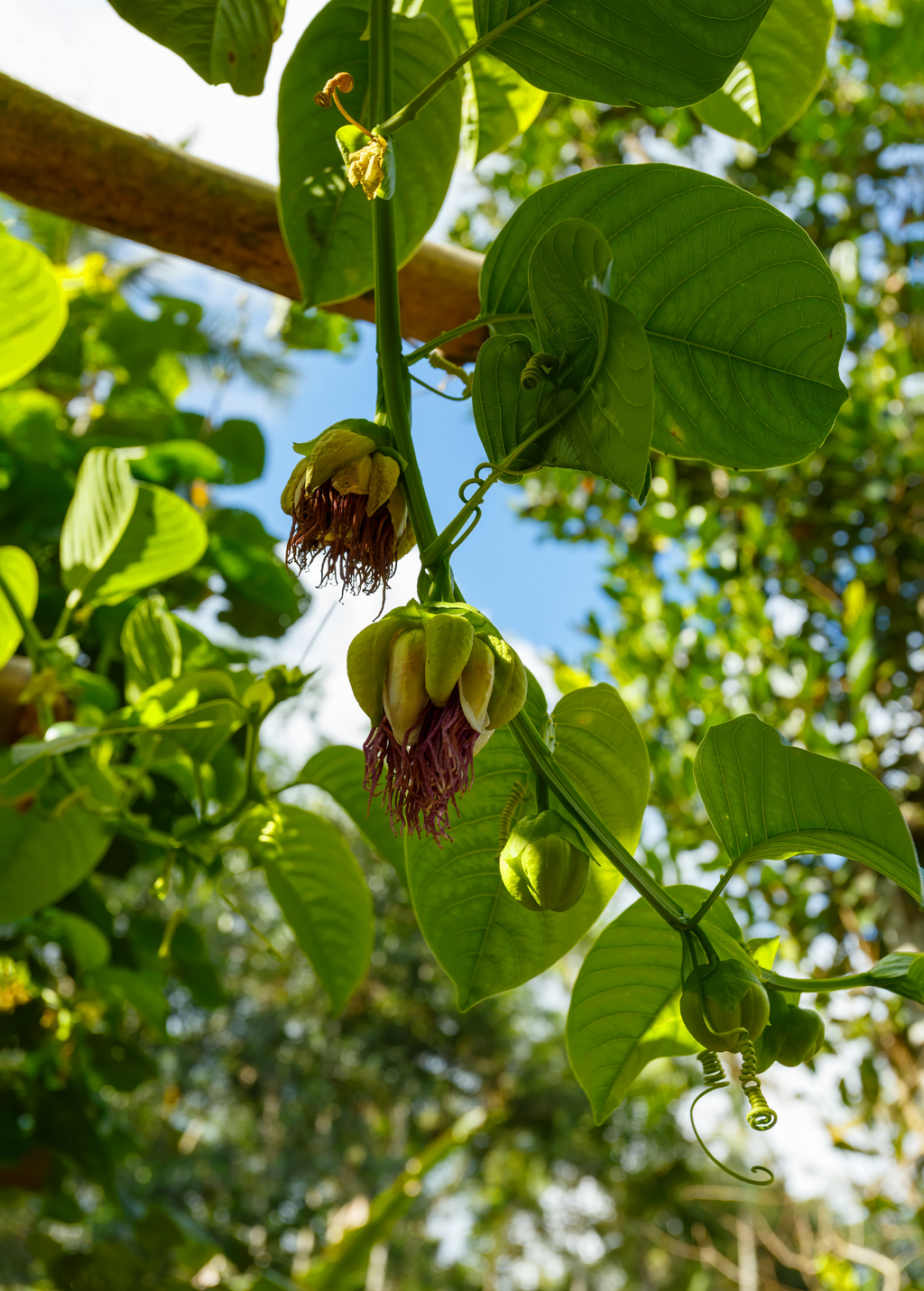 Giant Granadilla (Passiflora quadrangularis L.)