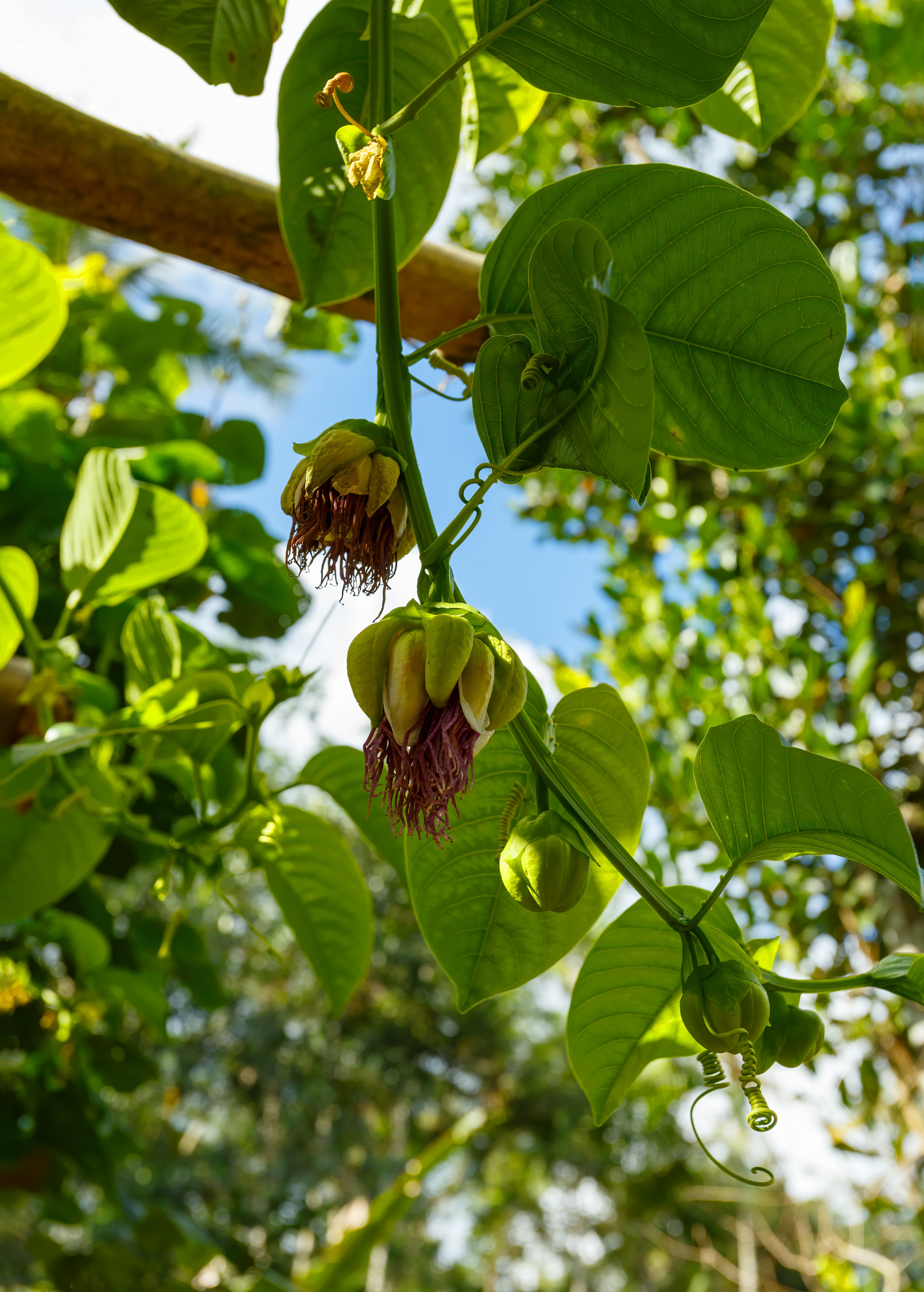 Giant Granadilla (Passiflora quadrangularis L.)