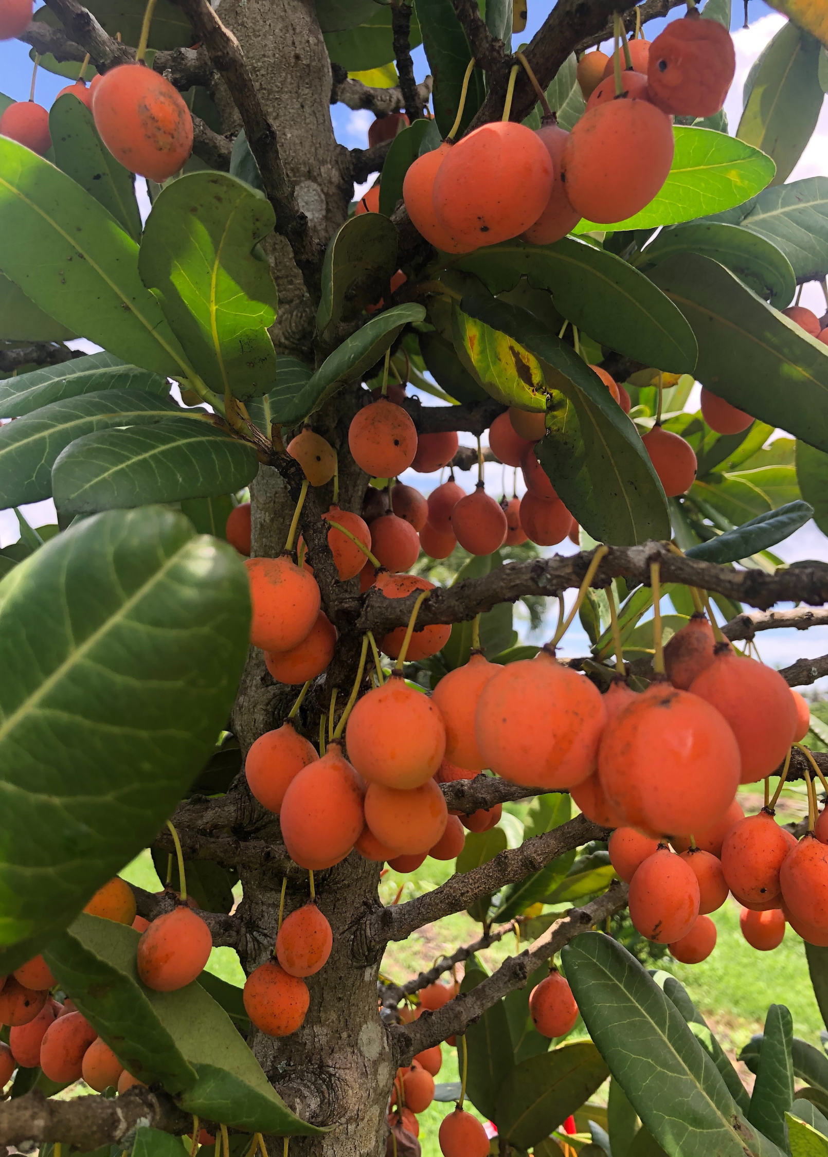 Imbe (Garcinia livingstonei)