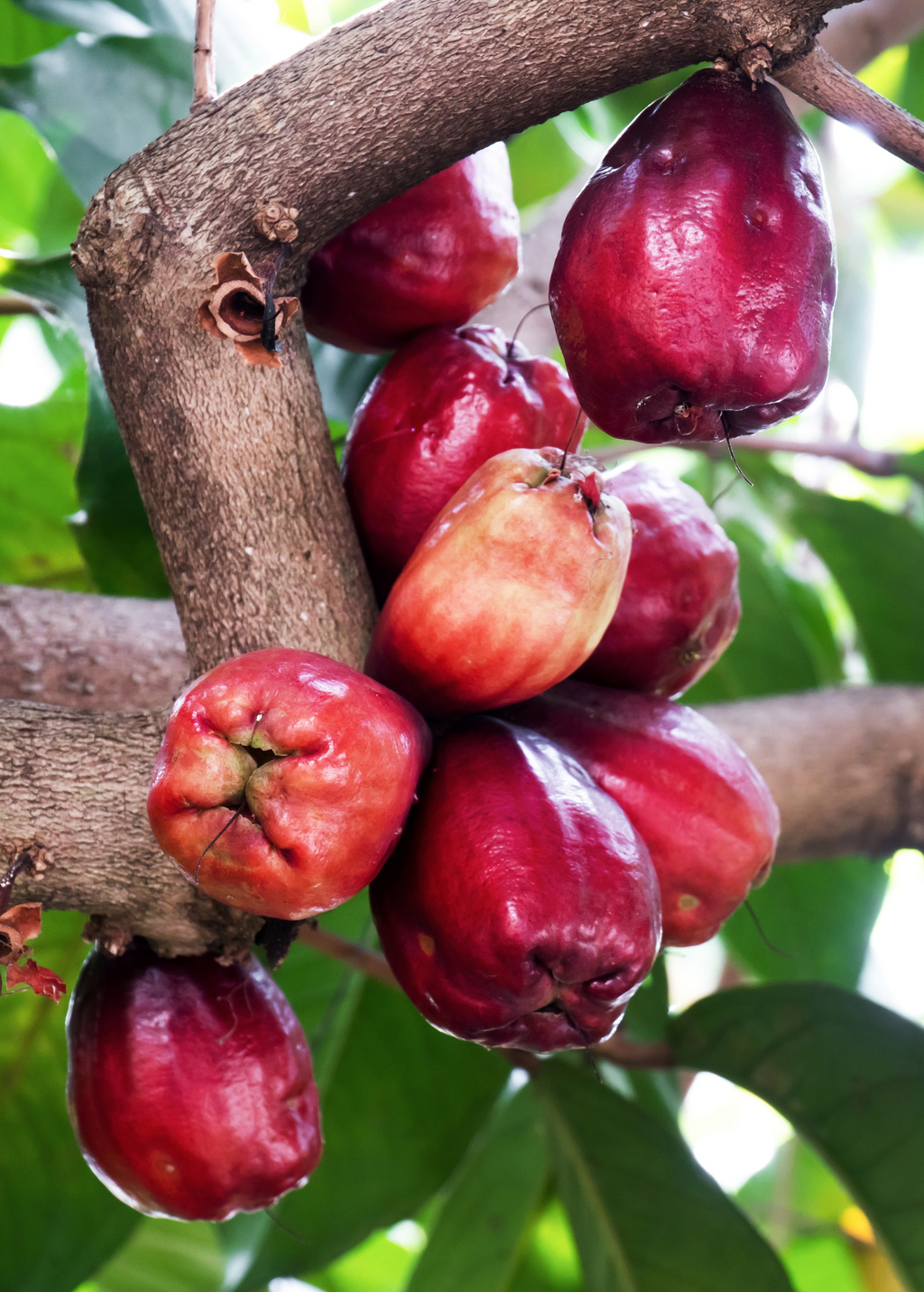 Malay Apple, Variegated (Syzygium malaccense)