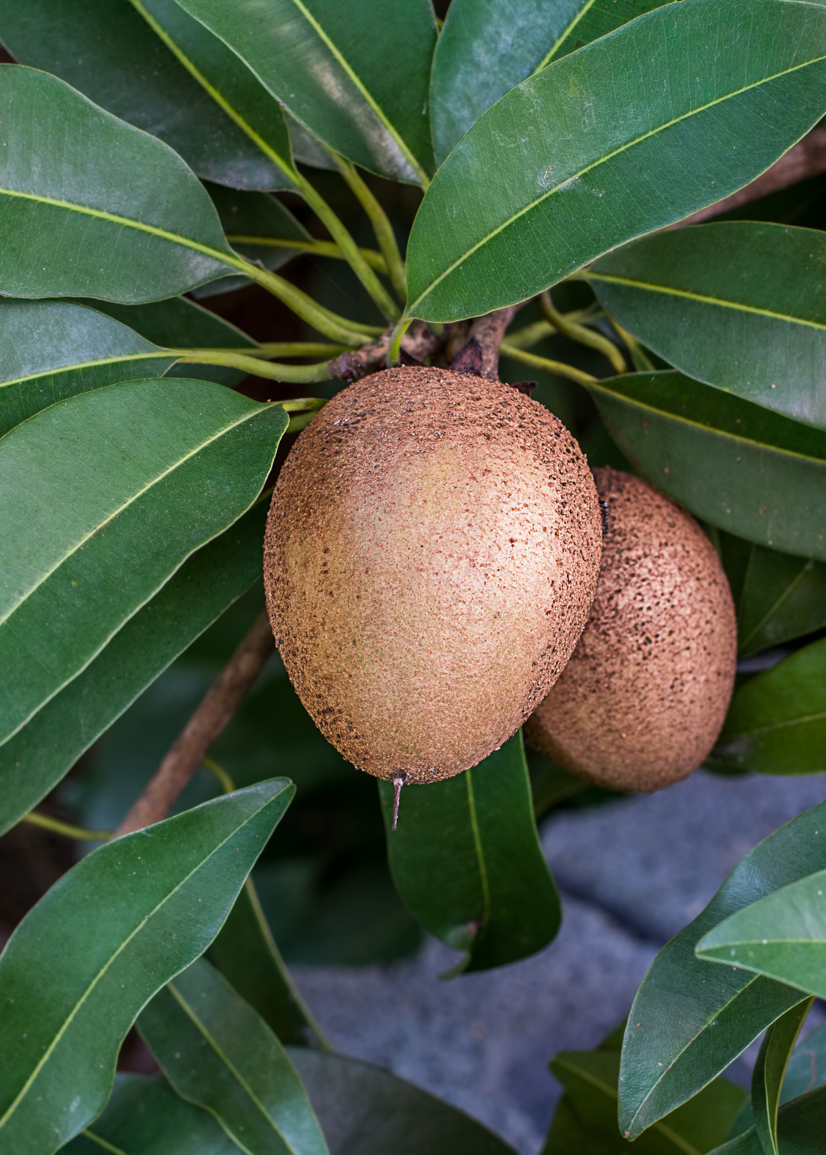Sapodilla 'Silas Wood' (Manilkara zapota)