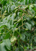 June Plum (Spondias dulcis)