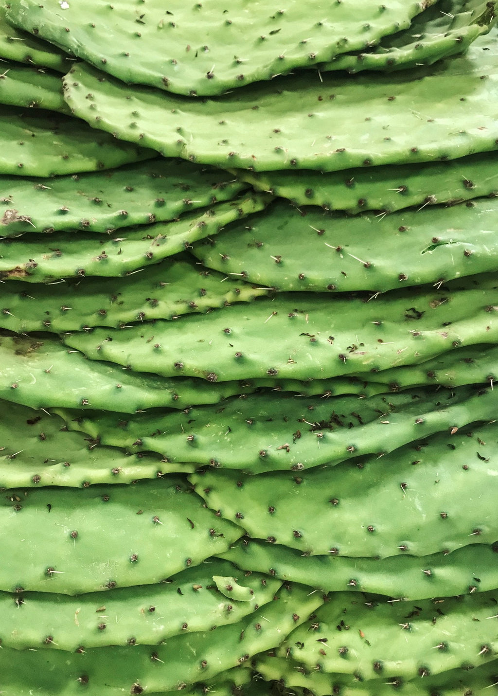 Nopales Cactus (Opuntia matudae)