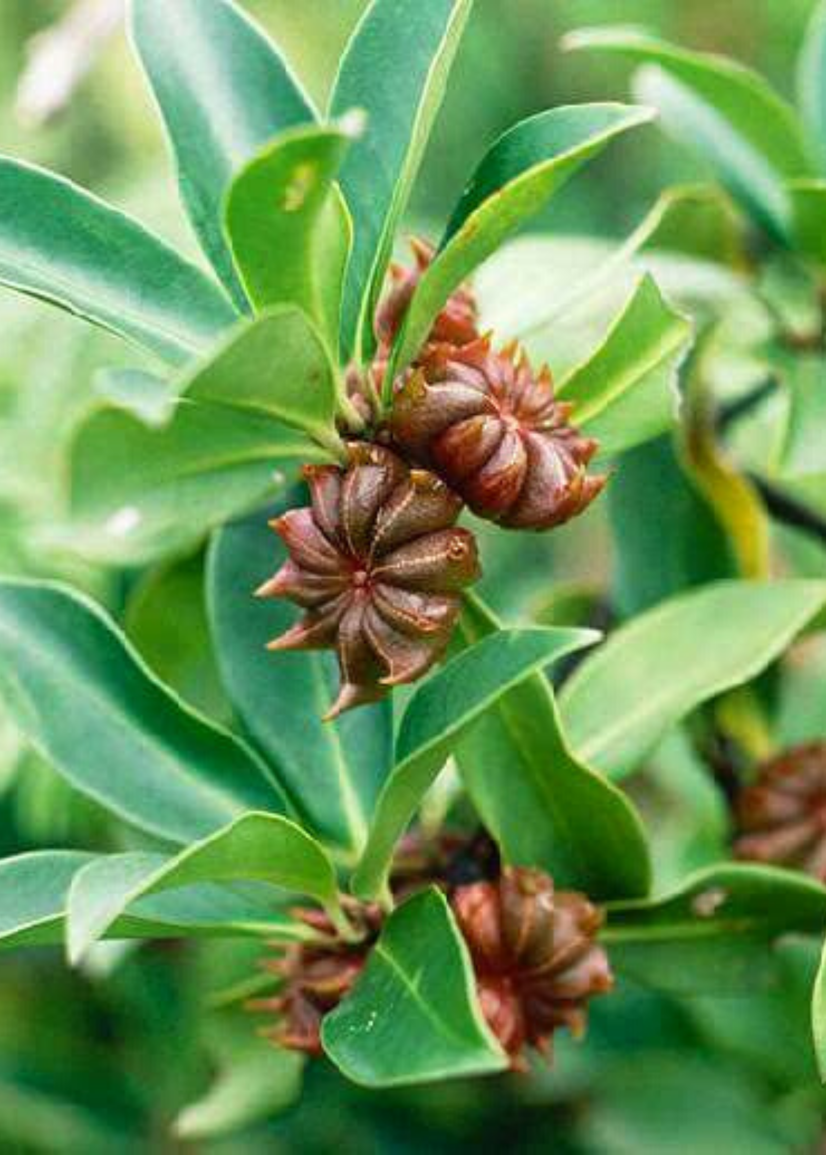 Star Anise (Illicium verum)