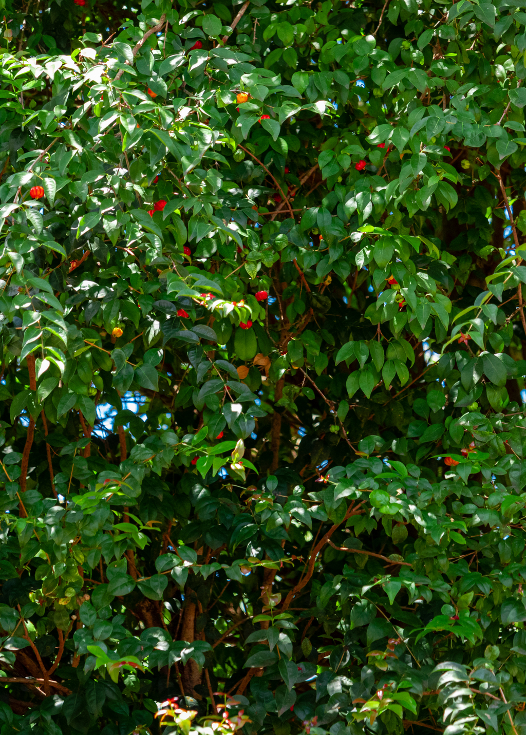 Surinam Cherry (Eugenia uniflora)