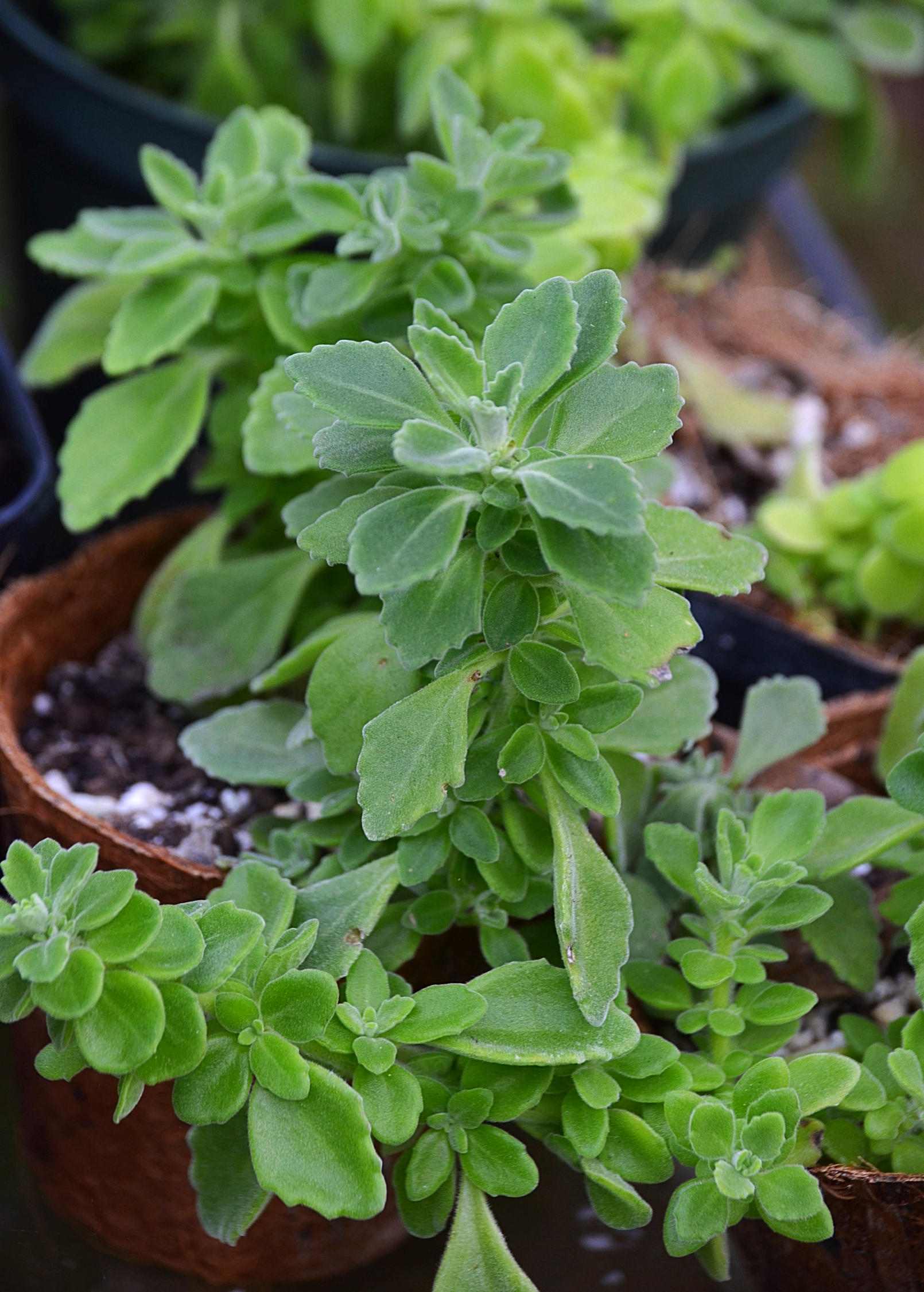 Vicks Plant (Plectranthus tomentosa)