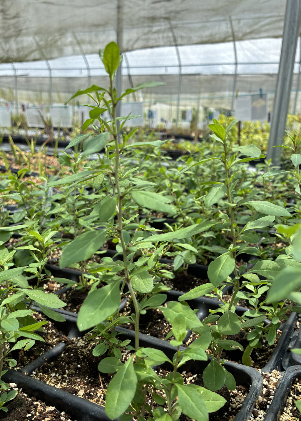 Red Goji Berry (Lycium barbarum)