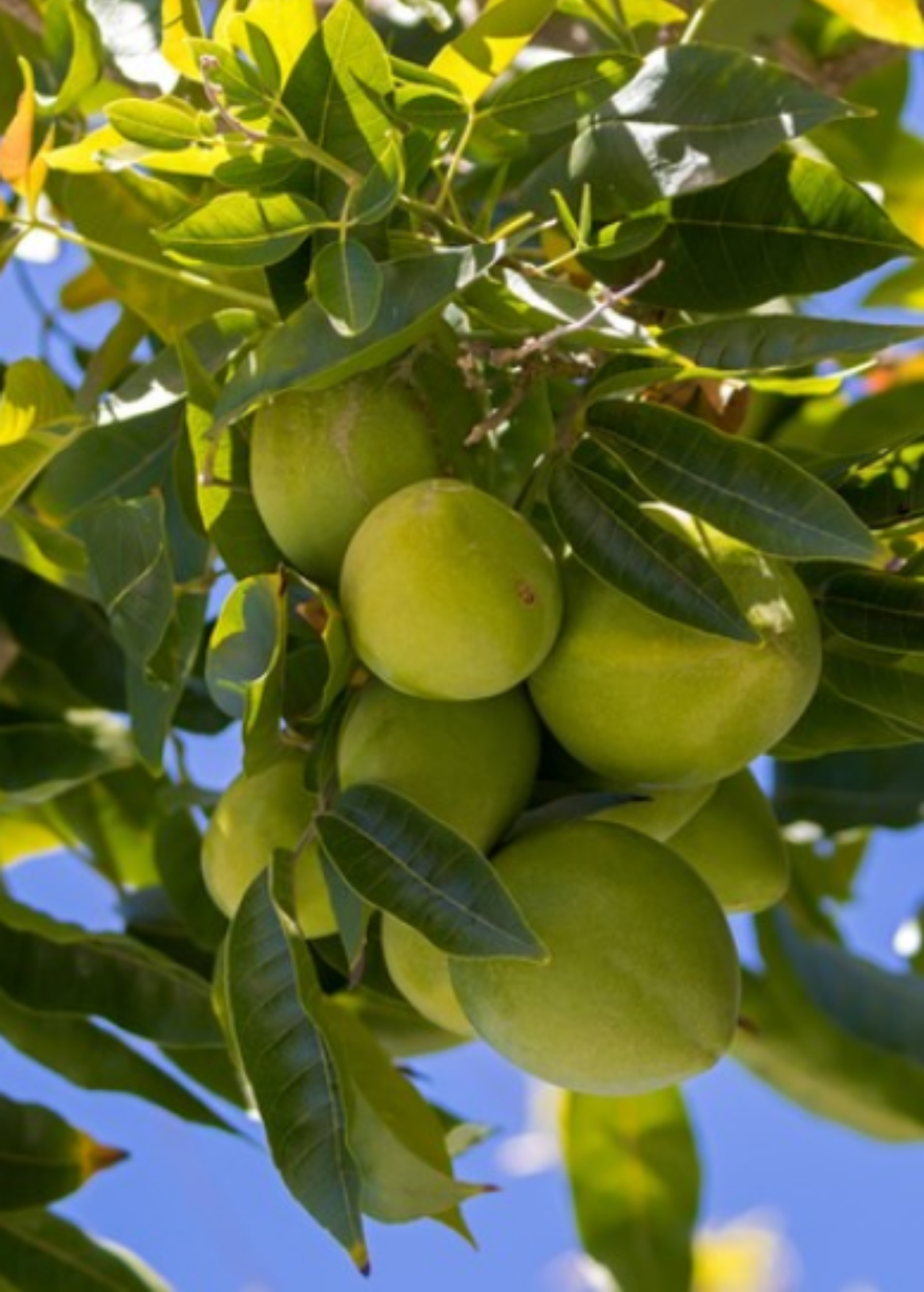 White Sapote 'Redlands' (Casimiroa edulis)