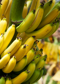 Banana 'Gran Nain' (Musa acuminata)