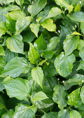 Betel Leaf (Piper betle)