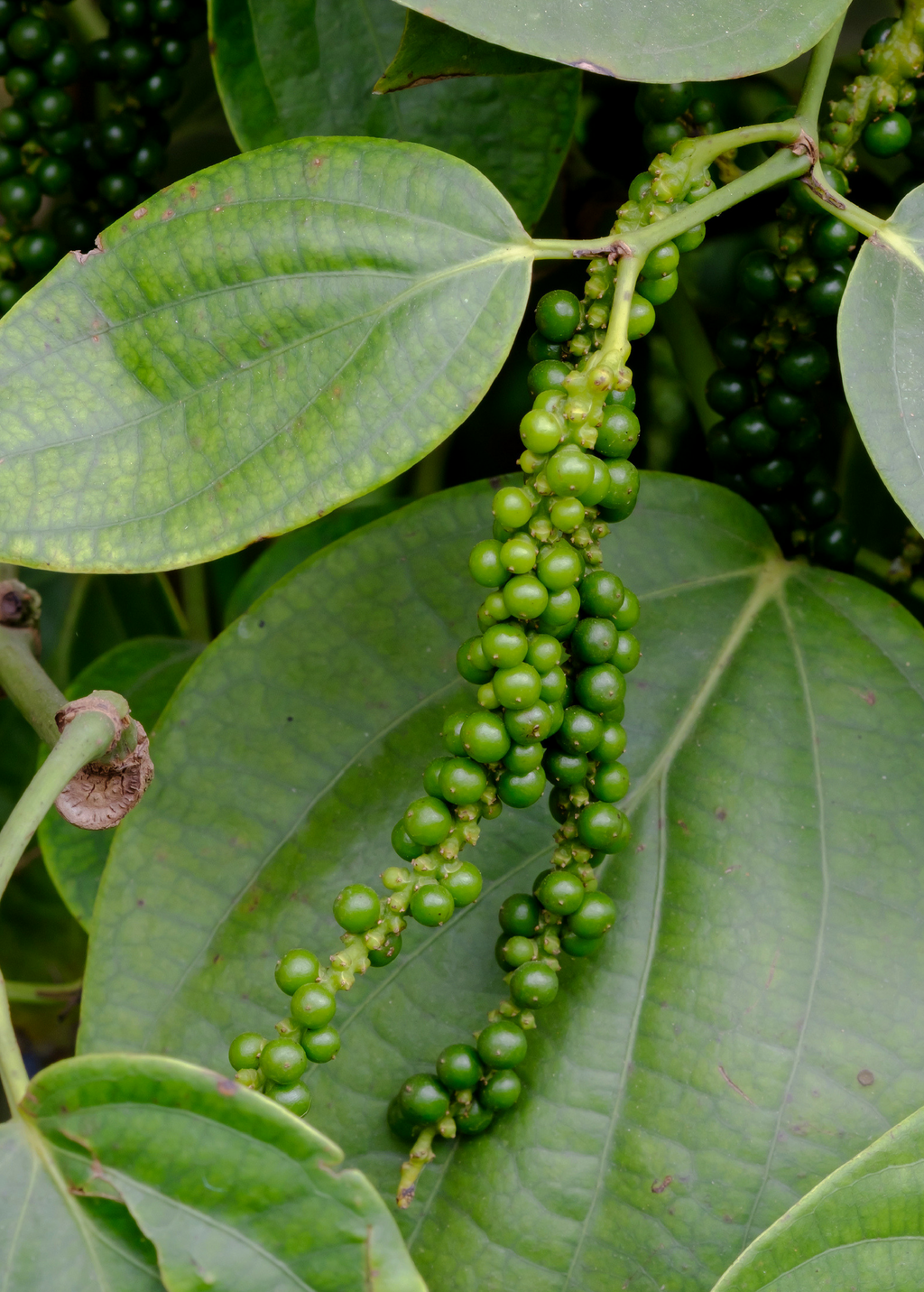 Black Pepper Vine (Piper nigrum)