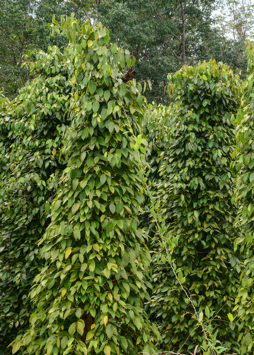 Black Pepper Vine (Piper nigrum)