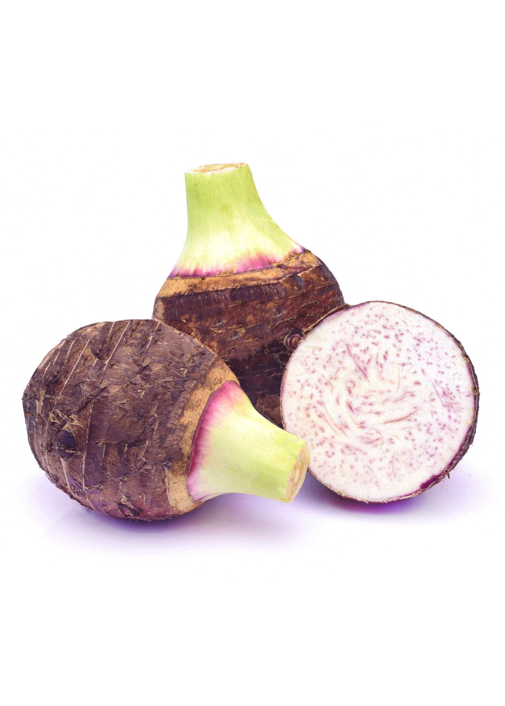 Taro 'Chinese Bun Long' (Colocasia esculenta)