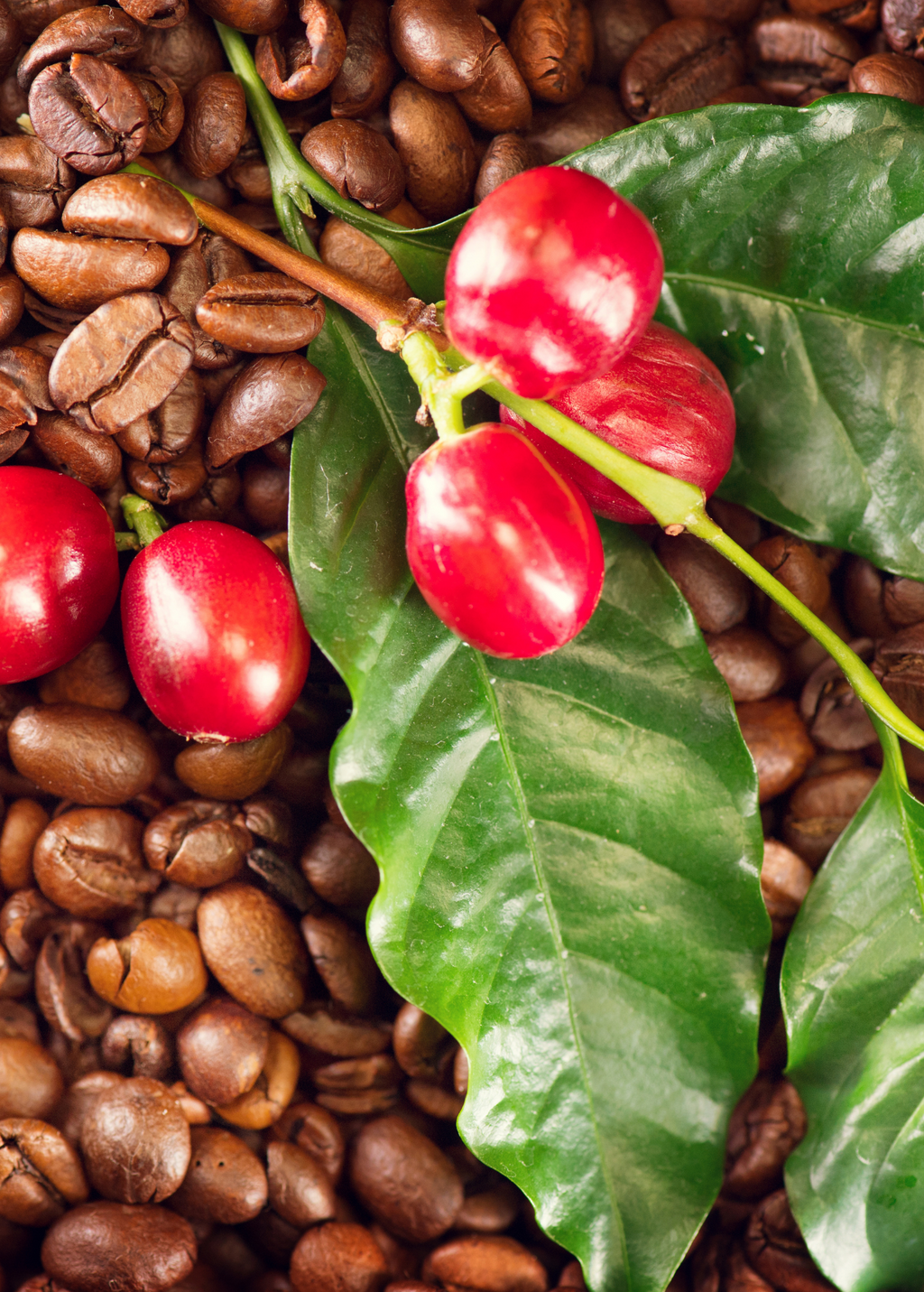 Coffee (Coffea arabica)