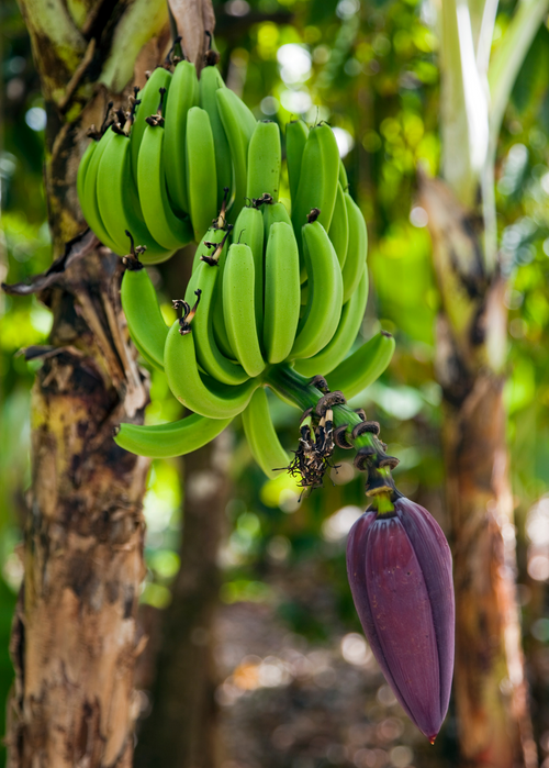 Banana 'Dwarf Orinoco' (Musa acuminata)