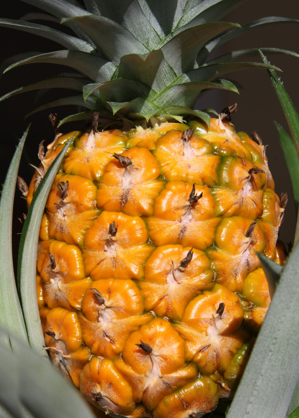 Pineapple Bundle: 'White Jade', 'Variegated Juicy', & 'Elite Gold'