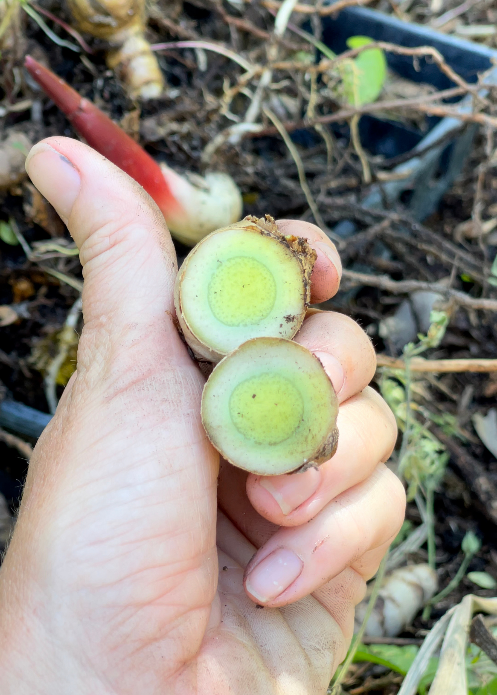 Turmeric, Rare Green