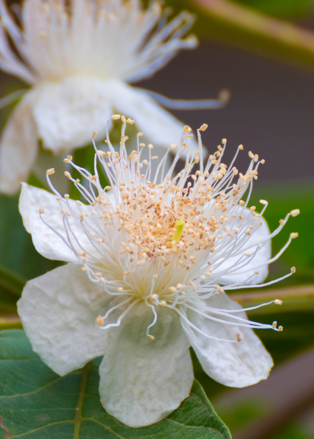 Guava, Wild Florida (Psidium guajava)