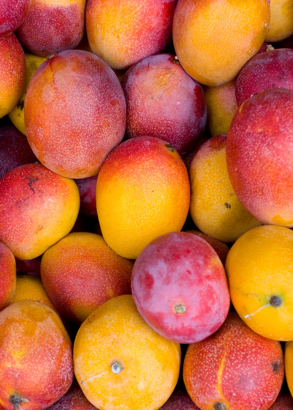 Mango 'Haden' (Mangifera indica)