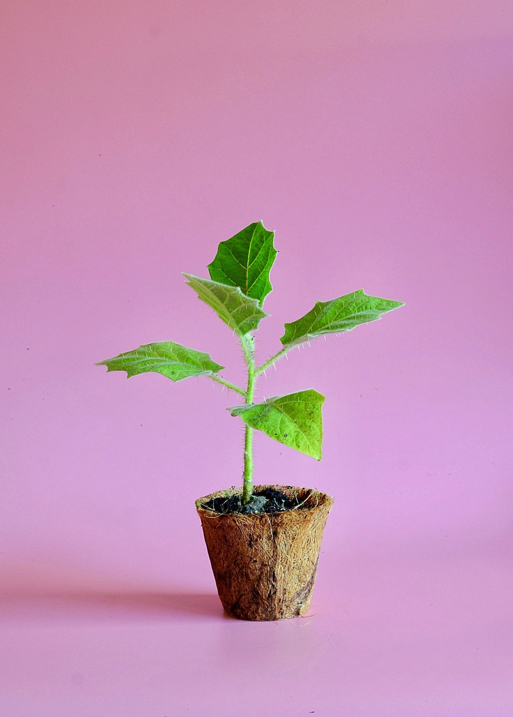 Lulo, Naranjilla (Solanum quitoense)