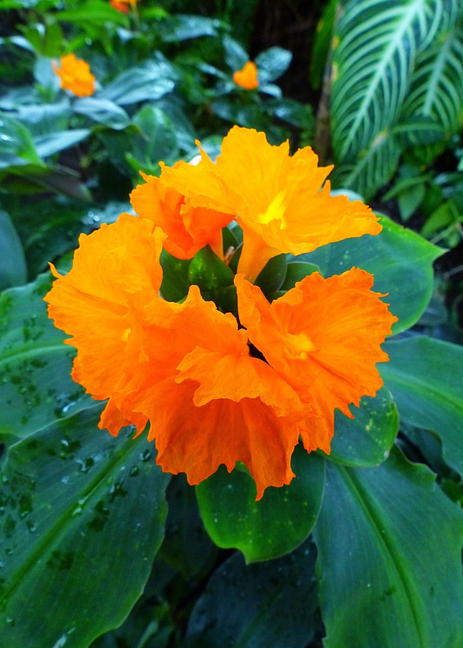 Insulin Plant (Costus igneus)