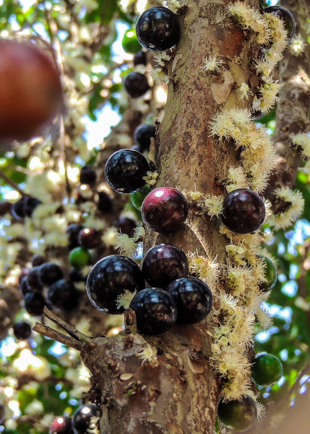 Jabuticaba (Plinia cauliflora)