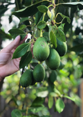 Avocado 'Joey' (Persea americana)