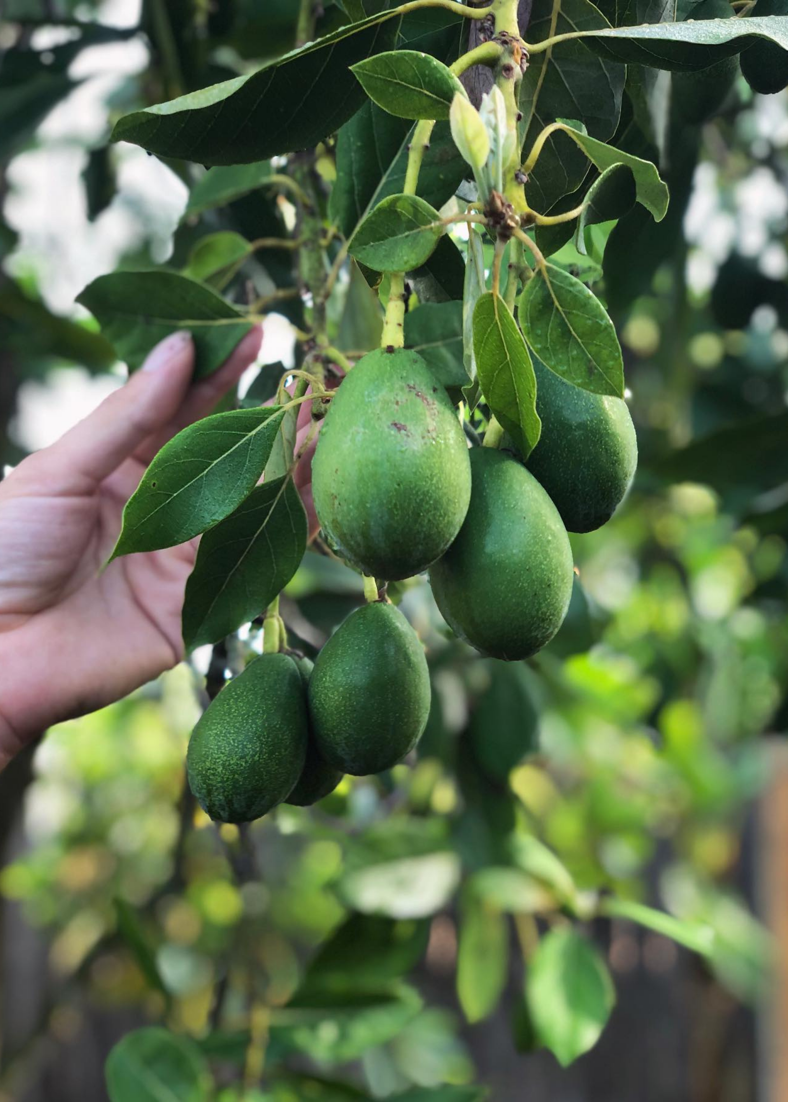 Avocado 'Joey' (Persea americana)