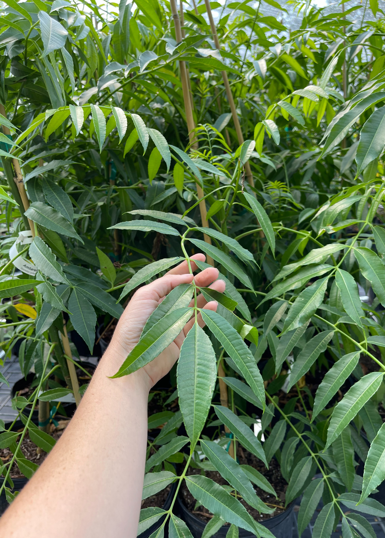 June Plum (Spondias dulcis)