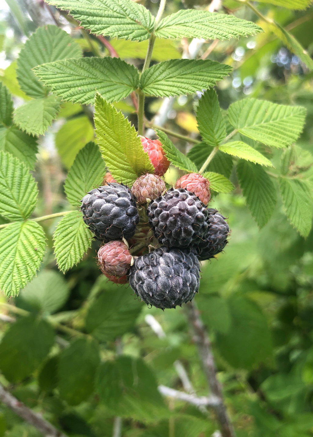 Raspberry 'Mysore' (Rubus niveus)