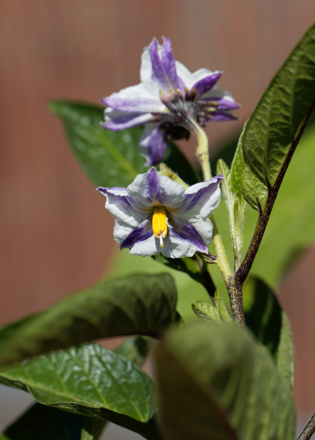 Pepino Dulce (Solanum muricatum)