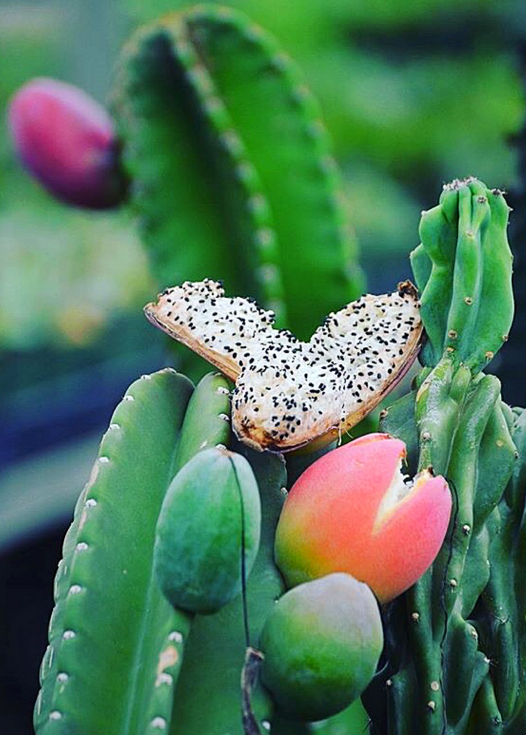 Peruvian Apple Cactus (Cereus repandus)