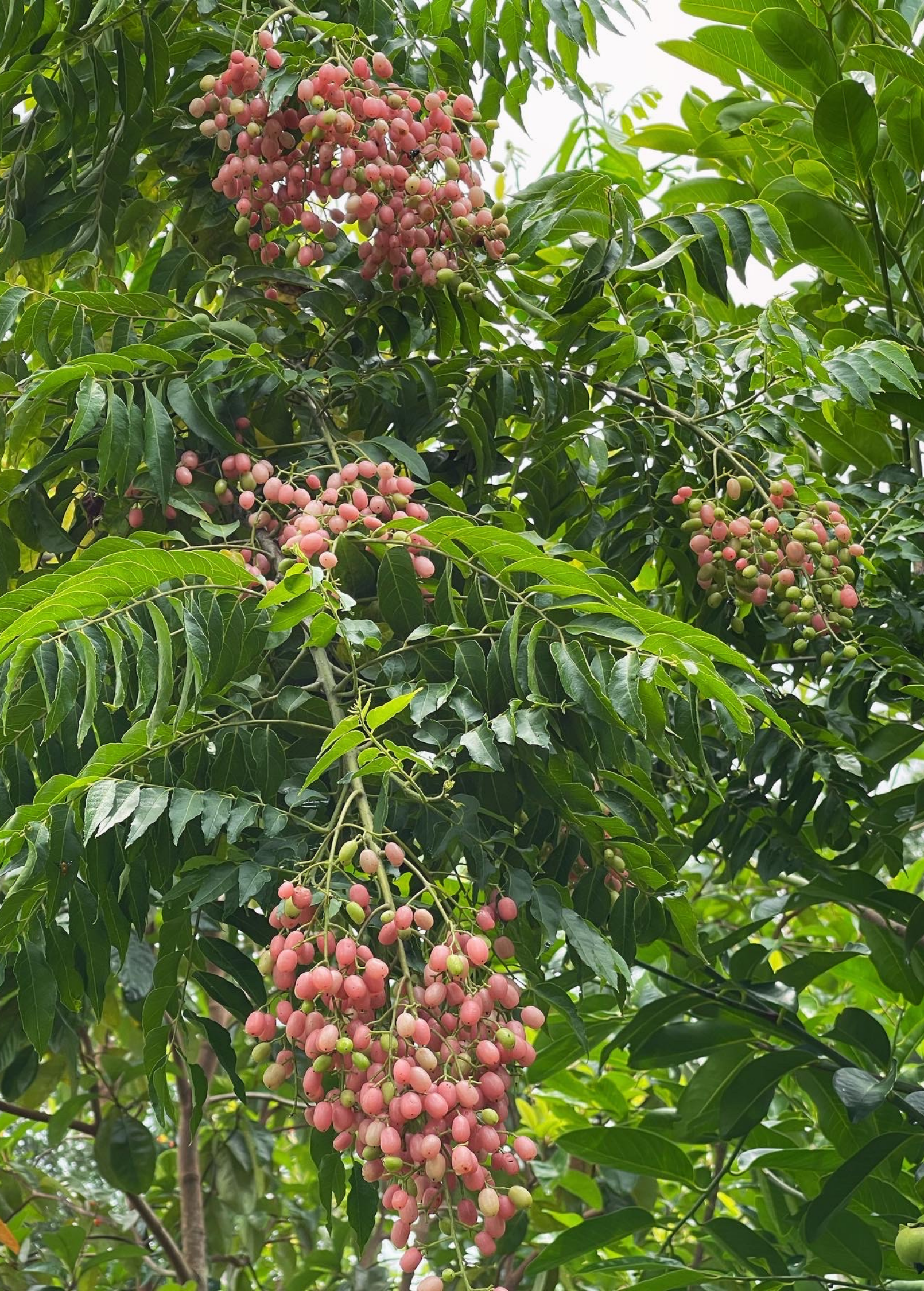 Pink Wampee (Clausena excavata)