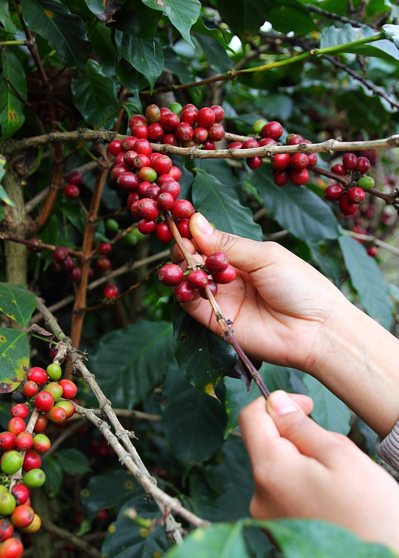 Coffee (Coffea arabica)