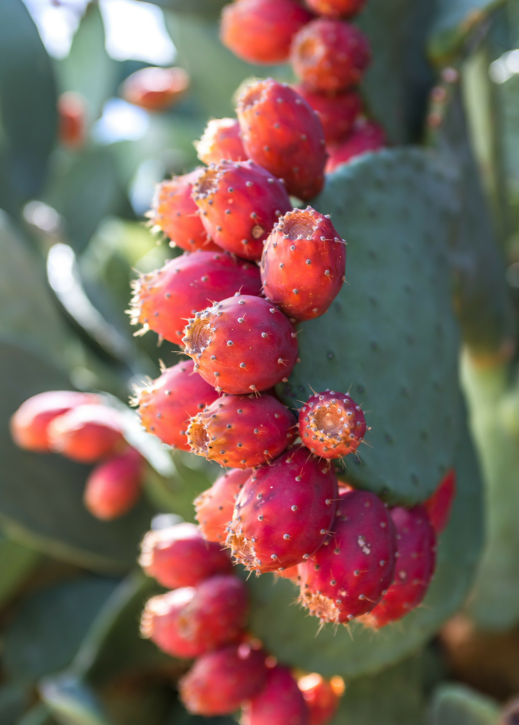 Prickly Pear (Opuntia ficus-indica)