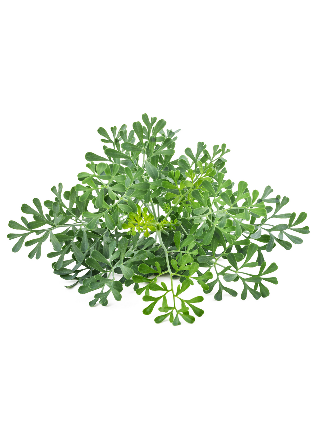 Rue (Ruta graveolens)