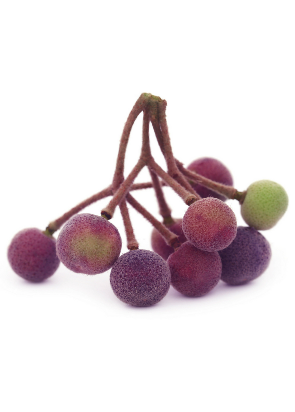 Sherbert Berry (Grewia asiatica)