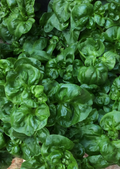 Sissoo Spinach (Alternanthera sissoo)