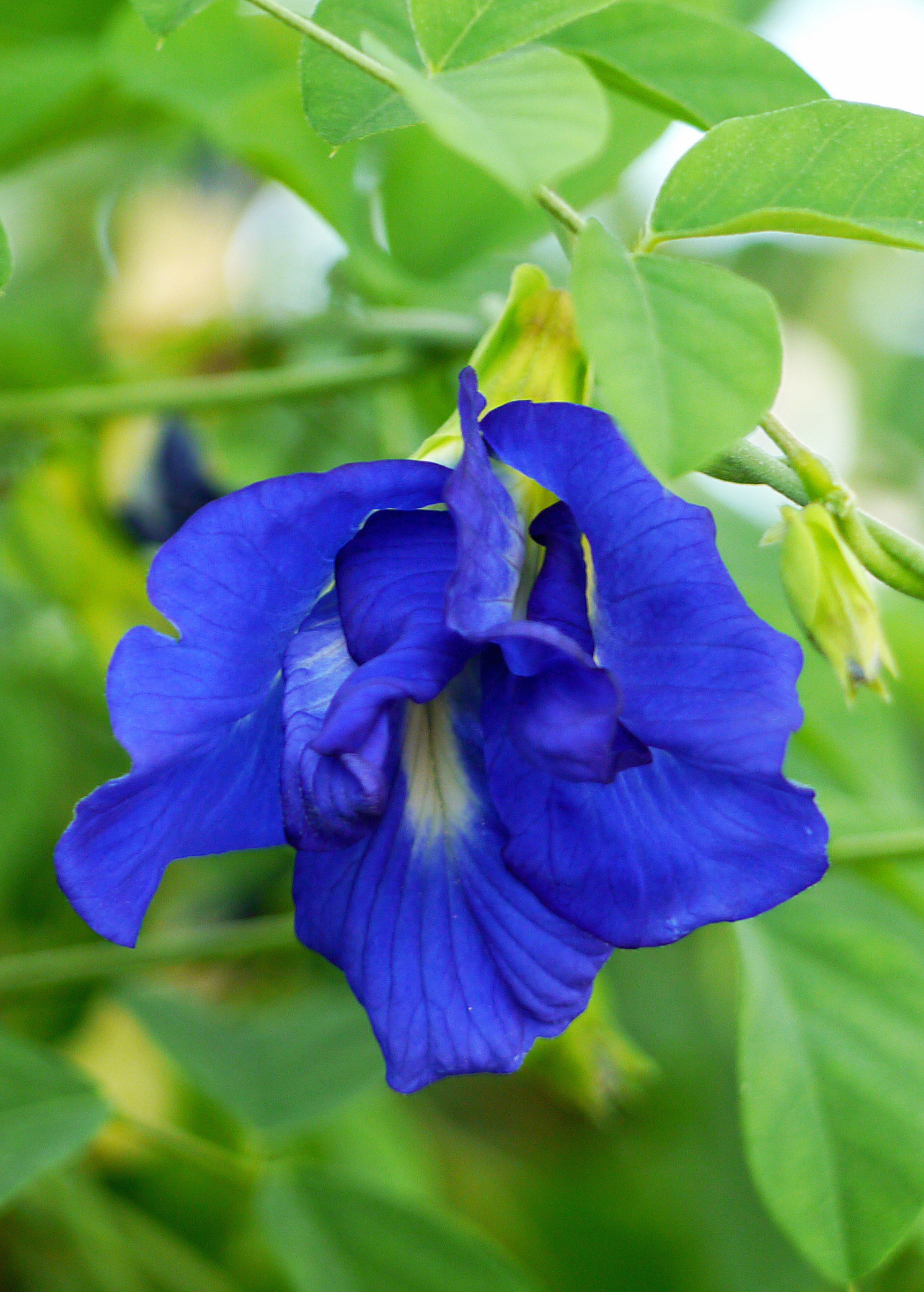 Butterfly Pea (Clitoria ternatea)