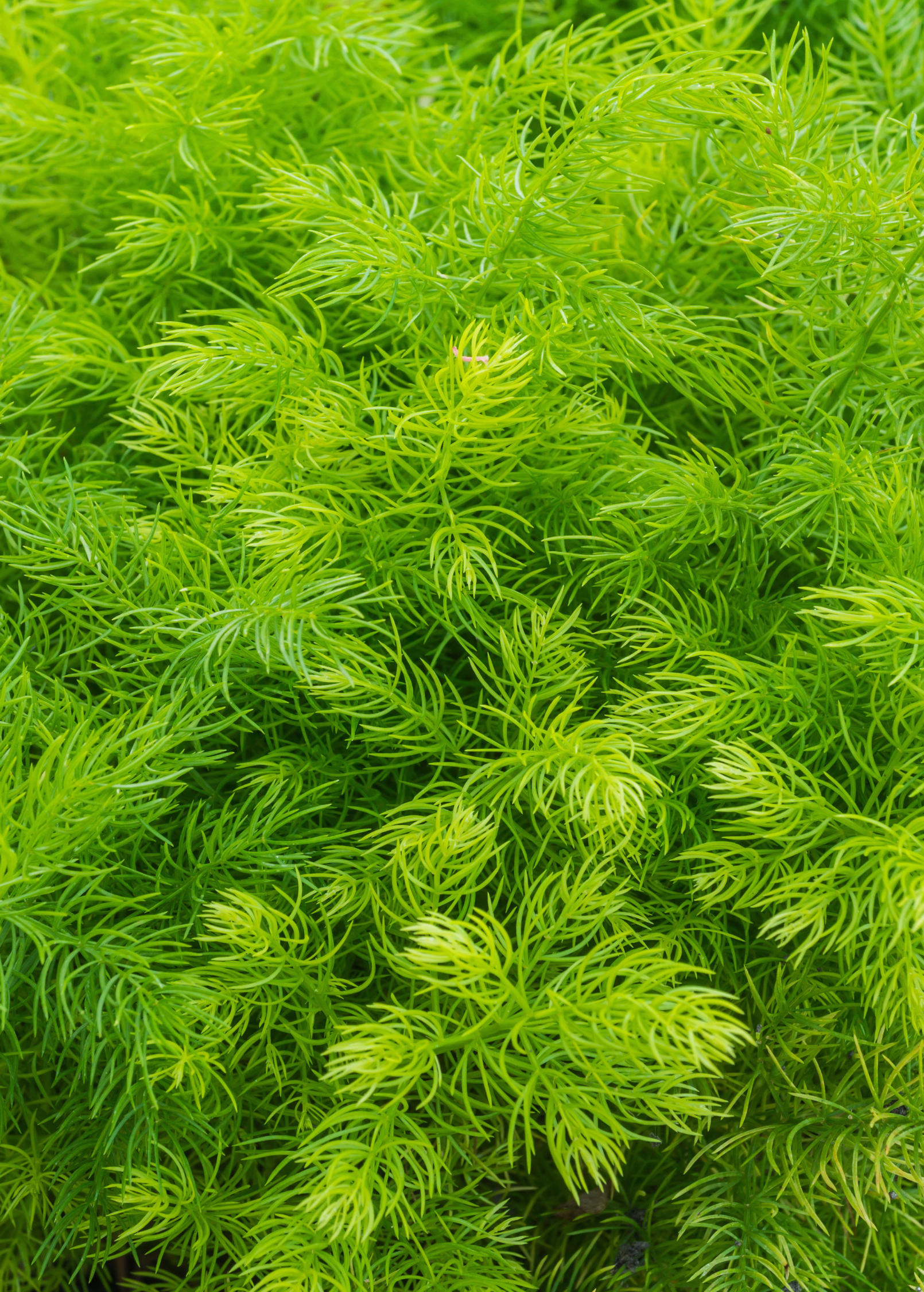 Shatavari (Asparagus racemosus)