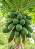 Papaya 'Dwarf Red Lady' (Carica papaya)