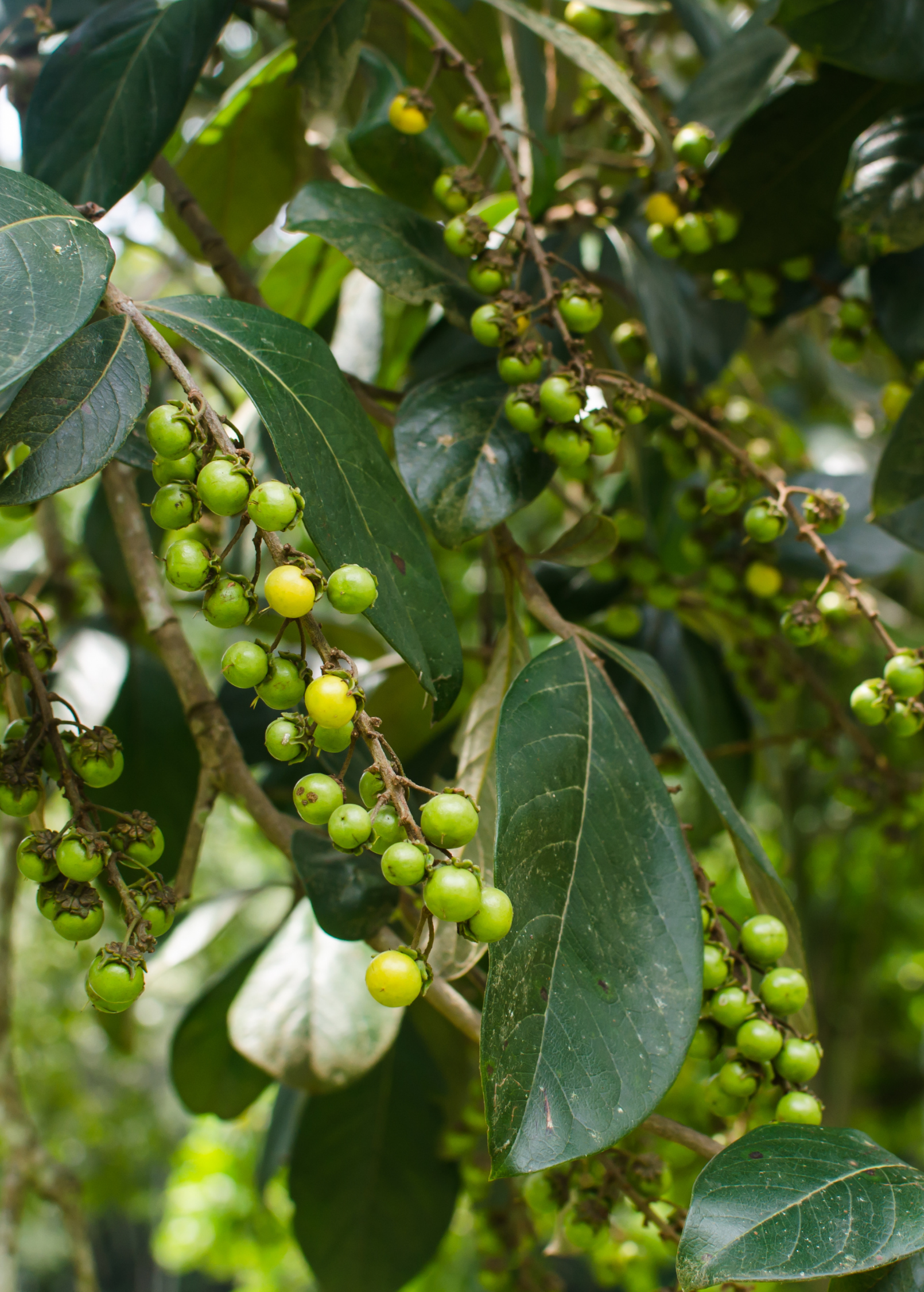 Nance (Byrsonima crassifolia)