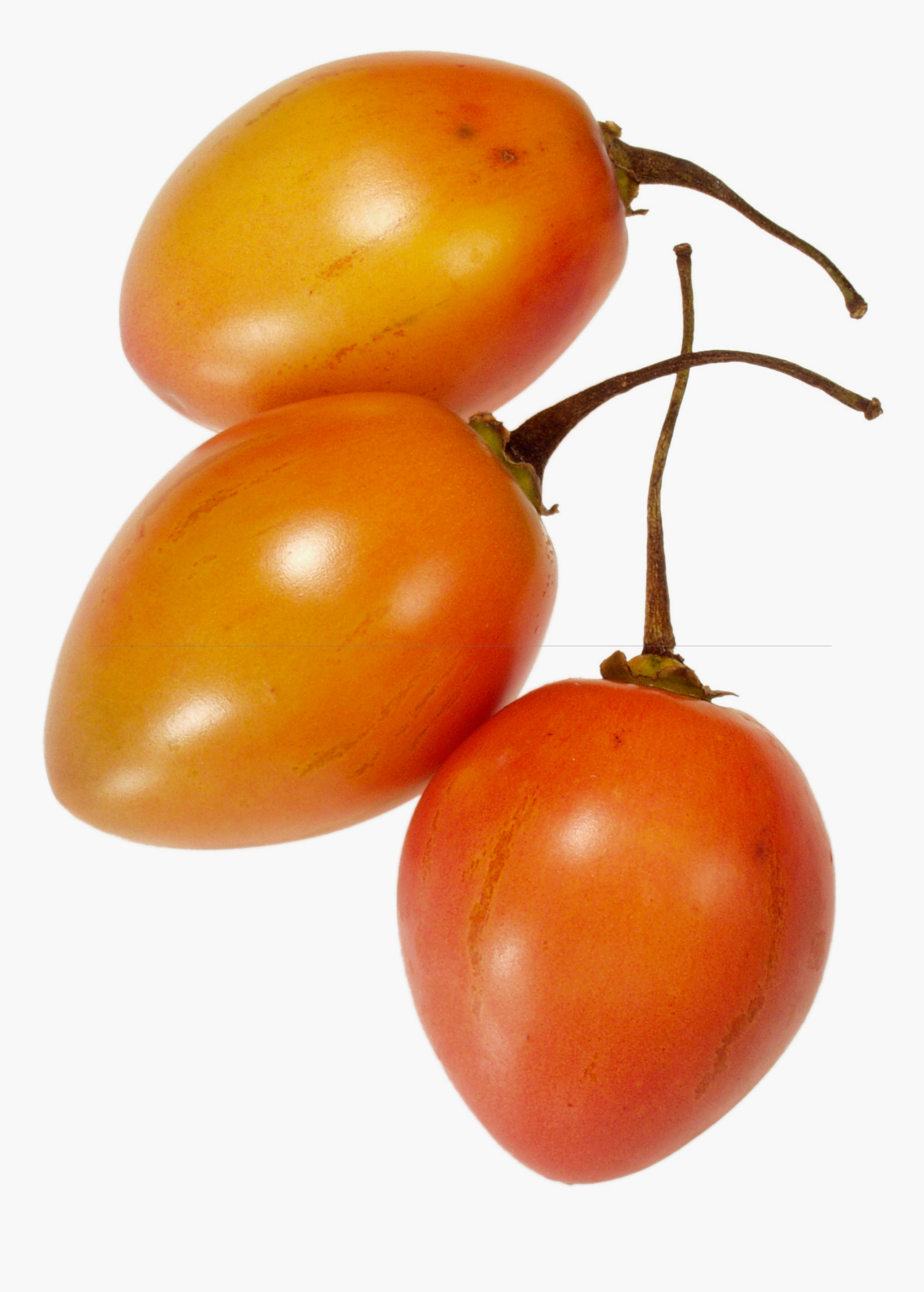 Tree Tomato, Orange (Cyphomandra betaceae)