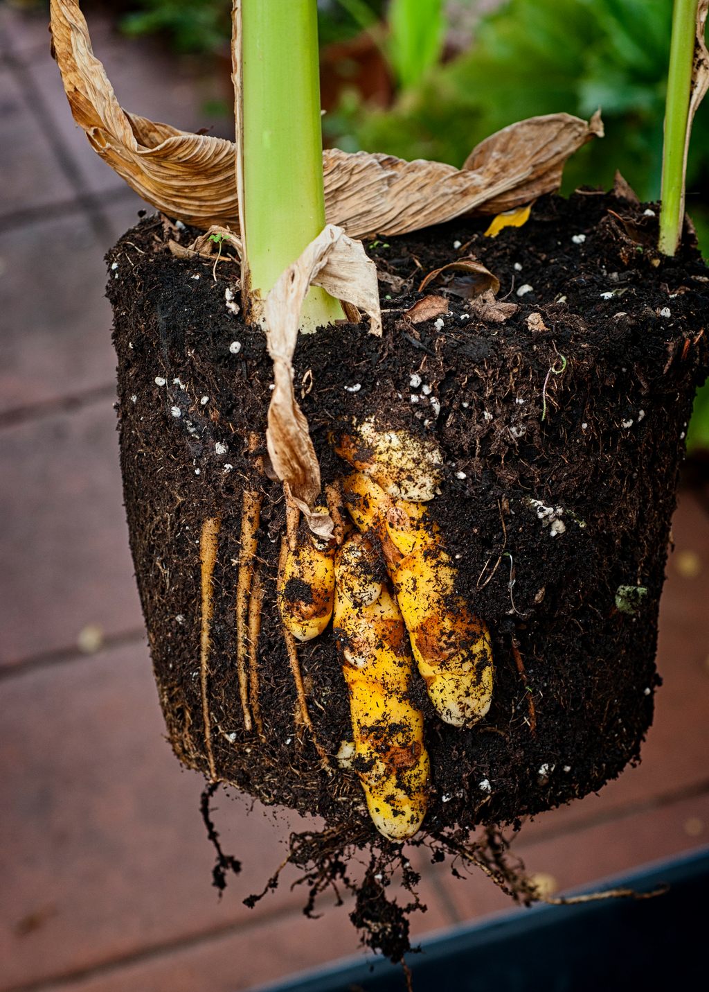 Turmeric, Orange (Curcuma longa)