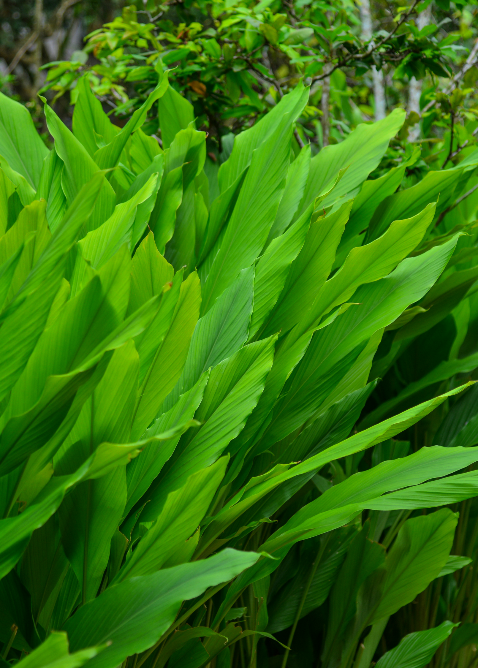 Turmeric, Orange (Curcuma longa)